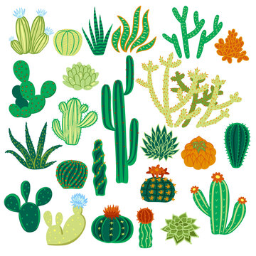Set of cacti isolated on a white background. Vector graphics.