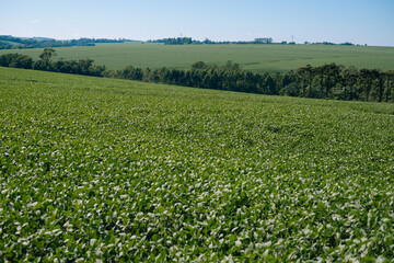 Green Soy, Soja Verde, Folha de Soja, Soja