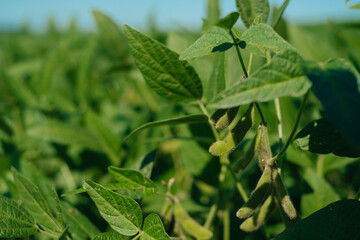 Green Soy, Soja Verde, Folha de Soja, Soja