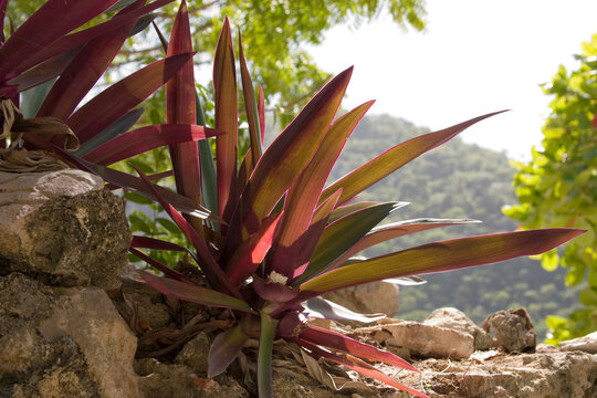 Moses-In-The-Cradle Images – Browse 79 Stock Photos, Vectors, and Video