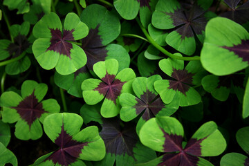 Oxalis leaves, Iron Cross, False Shamrock, Wood Sorrel,  (Oxalis deppei)