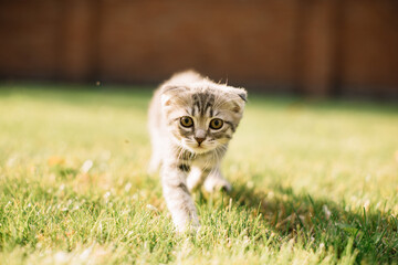Naklejka na ściany i meble Adorable little scottish fold kitty cat exploring the summer back yard, enjoying green grass 