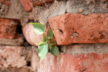 The Bodhi Tree grow up of ruin bricks.