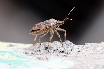 Small brown flying insect with blurry background