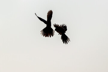 Two pigeon, 2 flying positions, white background