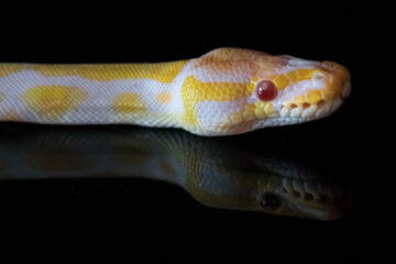 Ball Python
