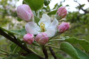 Close Up of  Blooming Flowers and Buds from an Apple Tree in Spring
