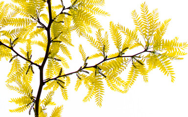 Kompozycja gałązek oraz drobnych, żółtych liści drzewa ozdobnego, na białym kontrastującym tle © Kiersno