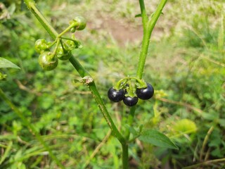 Solanum nigrum (black nightshade, duscle, garden nightshade, garden huckleberry, hound's berry, petty morel, wonder berry, )  Showing small round furits on branch. Nightshade fruits in plant. Daylight