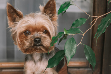 Yorkshire Terrier dog sitting on the window