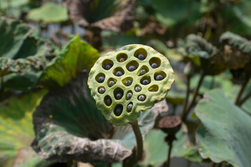 Fototapeta premium Lotus seeds in the lotus pond