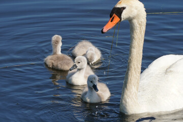 Mute Swans on water showing cygnets (chicks) how to feed on underwater plants
