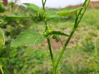 Solanum nigrum (black nightshade, duscle, garden nightshade, garden huckleberry, hound's berry, petty morel, wonder berry, )  Showing small round furits on branch. Nightshade fruits in plant. Daylight