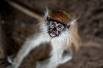 Portrait of a monkey in Sarakawa Park.