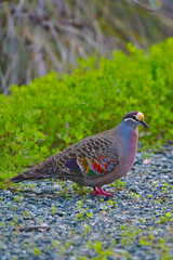 A bronzewing pigeon - portrait