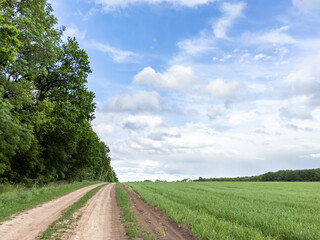 Driving rural dirt road in countryside passing by green spring wheat agriculture field with green trees and blue bright sky