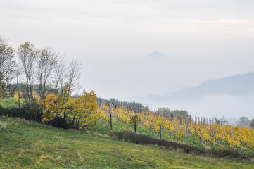 View of the Euganean Hills in autumn with fog and yellow vineyards - near Este, Padua - Veneto Italy
