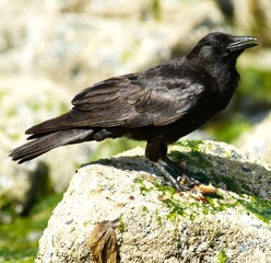 crow on the ground