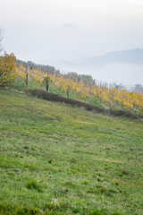 Fototapeta premium View of the Euganean Hills in autumn with fog and yellow vineyards - near Este, Padua - Veneto Italy 