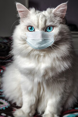 white fluffy cat in mask