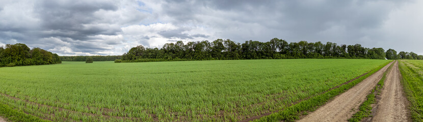 Green wheat field in bright sunlight under dramatic grey cloudy sky. Young crops waving in wind. Unreal meadow grassland in spring rainy day with magnificent rainbow