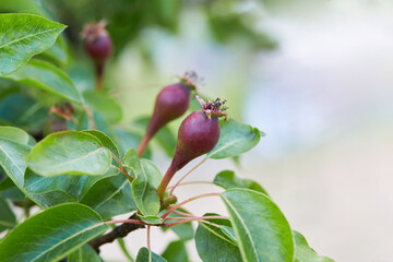 Close up branch with young purple ripening pears. Pear tree growing in the garden.