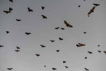 Bats flying in the sky of Kpalimé after sunset.
