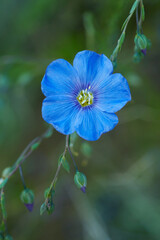 Beautiful blue flax flowers blossoming outdoors. Selective focus, close up. Agriculture, flax cultivation. Linum flowers
