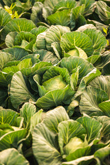 Green cabbages heads in line grow on field.