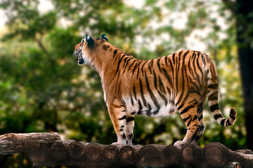 Tiger with black stripes standing and roaring. Full size view with blurred natural green background. Wild animals, big cat