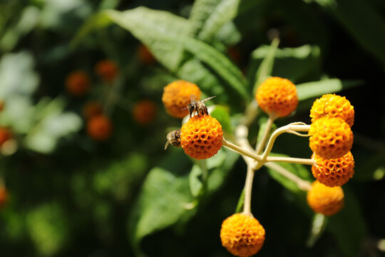 Bee on the flower of the Orange-ball Tree (Buddleja globosa)