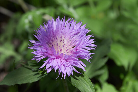 Pink Stokes Aster Stokesia laevis flower in bloom in early spring