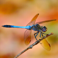Blue dragonfly - portrait
