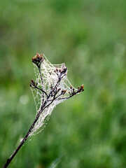 plants wrapped in a spider web, beautiful morning dew