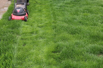 Electric Lawn Mower mows grass. Green lawn. 