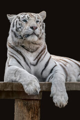White tiger with black stripes on wooden deck. Vertical powerful portrait. Close view with black background. Wild animals, isolated big cat