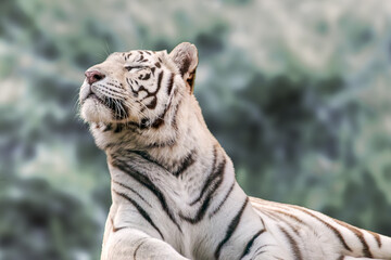 White tiger with black stripes resting portrait, profile, close view with green blurred background. Wild animals, big cat