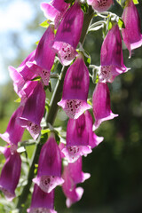 Purple flowers of Purple Foxglove (Digitalis purpurea)