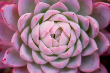 Rosetted succulent echeveria floral background