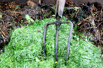 Compost. Rotted brown mass and green grass waste. Garden tools metal forks stand in a compost heap.