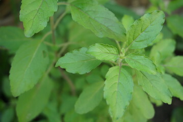 Close up fresh Basil leaf fragrant herbs.