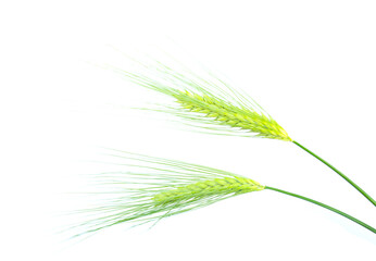Green spikelets of barley isolated on a white background