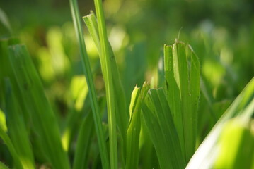 Close up of green grass in the garden for the background
