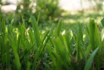 Close-up of green grass in the garden for the background