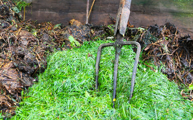Compost. Rotted brown mass and green grass waste. Garden tools metal forks stand in a compost heap.