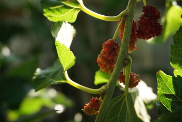 Close up Fresh mulberry in garden.