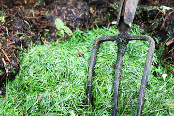 Compost. Rotted brown mass and green grass waste. Garden tools metal forks stand in a compost heap.