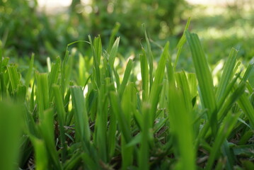 Fototapeta na wymiar fresh green grass field