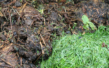 Compost. Rotted brown mass and green grass waste. Organic waste.