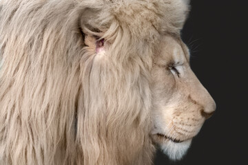White lion portrait, profile, looking right isolated close-up with black background. Wild animals, big cat, closed eyes